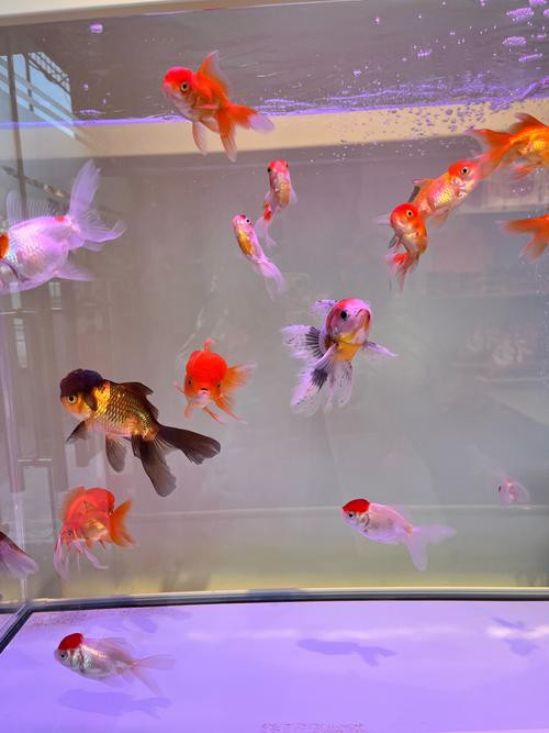 火龍魚可以和金魚混養嗎圖片對比