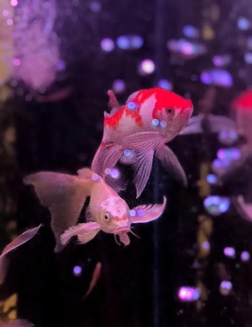 火龍魚可以和金魚混養嗎圖片對比