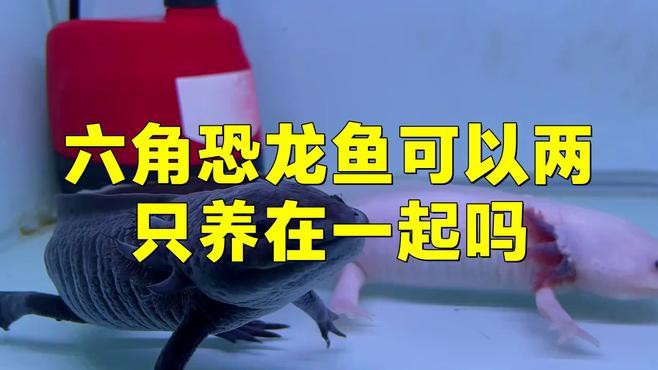 火龍魚可以和金魚混養嗎圖片對比