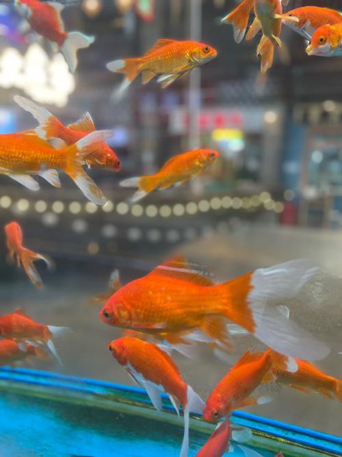 火龍魚可以和金魚混養嗎圖片對比