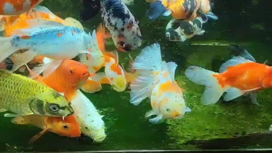火龍魚可以和金魚混養嗎圖片對比