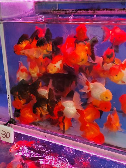 火龍魚可以和金魚混養嗎圖片對比