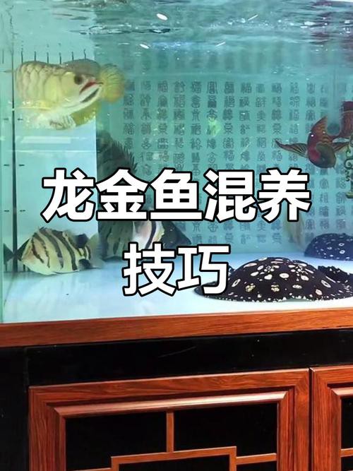 火龍魚可以和金魚混養嗎圖片對比