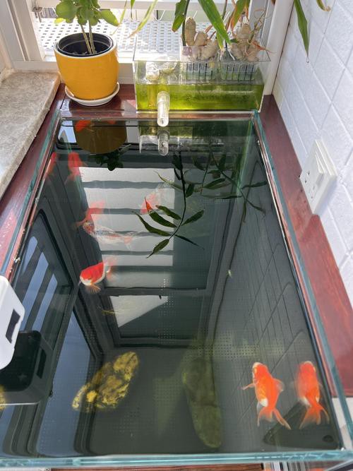 火龍魚可以和金魚混養嗎圖片對比