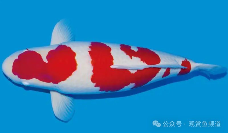 世界上最貴的血紅龍魚圖片欣賞 世界上最貴的血紅龍魚圖片欣賞 龍魚百科 第25張