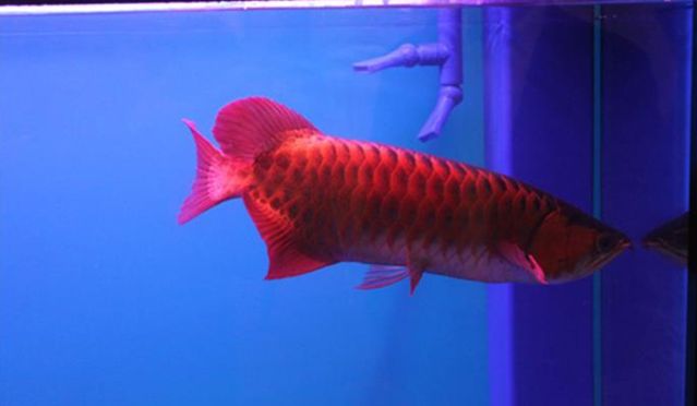 紅龍魚死是什么意思：如何判斷紅龍魚是否死亡