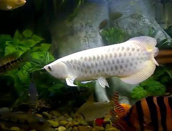 白金龍魚多少錢一條圖片大全