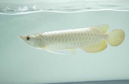 白金龍魚多少錢一條圖片大全