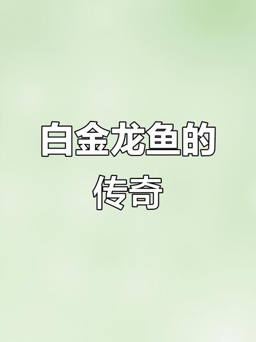 白金龍魚多少錢一條圖片大全