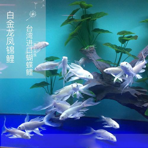 白金龍魚多少錢一條圖片大全