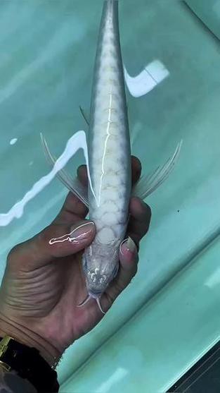 白金龍魚多少錢一條圖片大全