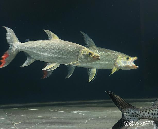 白金龍魚多少錢一條圖片大全