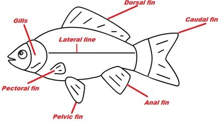 金龍魚檢疫用什么藥（金龍魚檢疫期間如何控制水溫，觀賞魚黃粉使用注意事項）