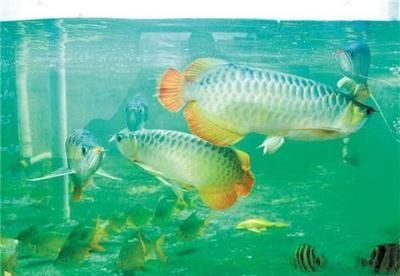 金龍魚檢疫用什么藥（金龍魚檢疫期間如何控制水溫，觀賞魚黃粉使用注意事項）