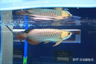 金龍魚(yú)挑選技巧和方法圖解：金龍魚(yú)挑選技巧和方法