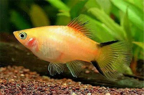 城陽區孫鵬勃觀賞魚店