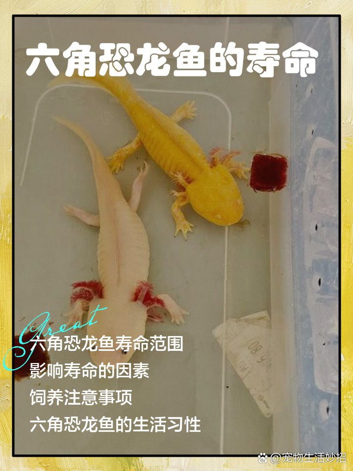 六角恐龍能活多久？ 六角恐龍能活多久？ 龍魚(yú)百科 第3張