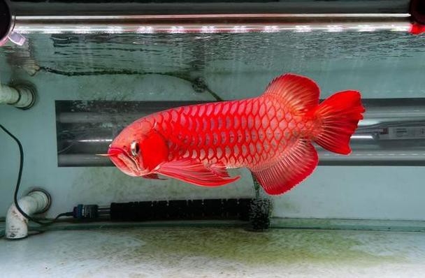 紅龍魚的發色過程圖解大全 紅龍魚的發色過程圖解大全 龍魚百科 第34張