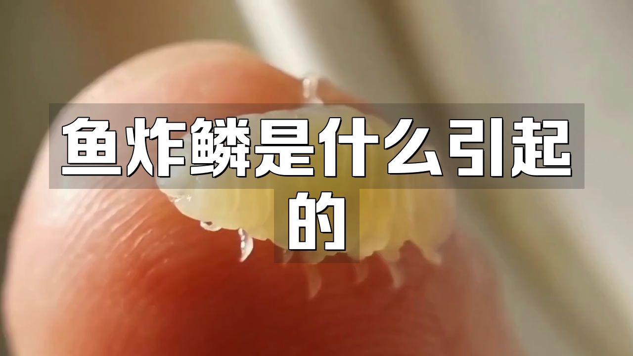 龍魚(yú)炸鱗的初期癥狀