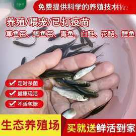 山東龍魚價格
