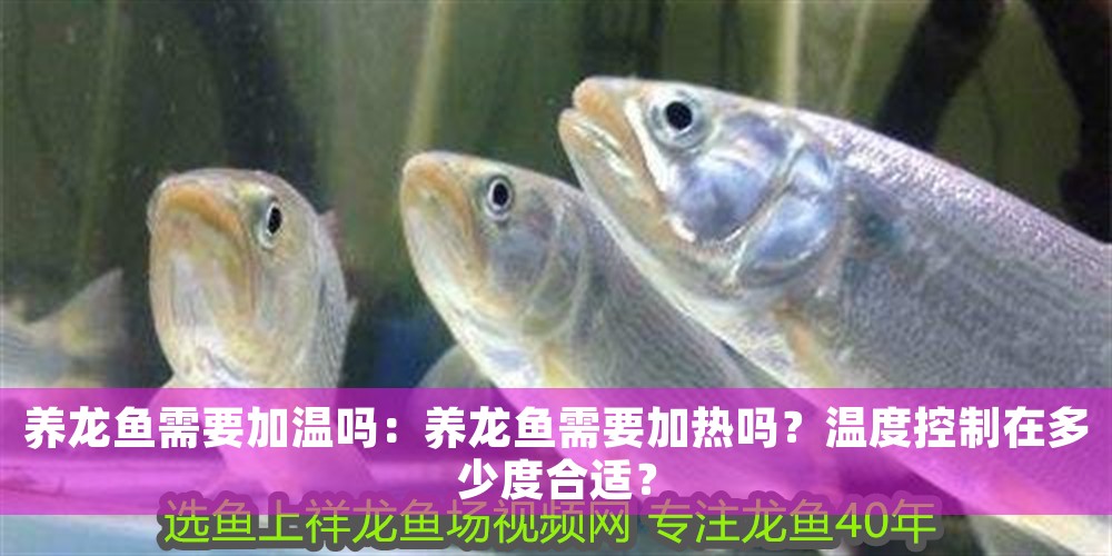 養(yǎng)龍魚需要加溫嗎：養(yǎng)龍魚需要加熱嗎？溫度控制在多少度合適？