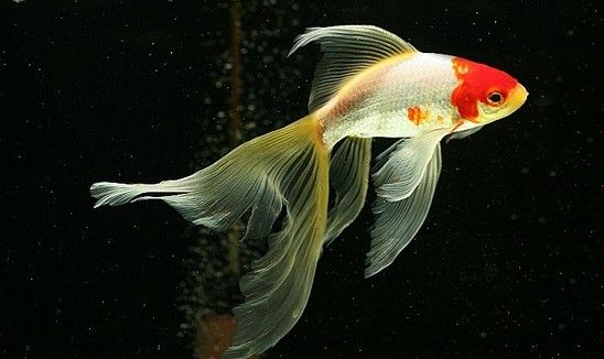 假龍魚吃什么（假龍魚的飲食習(xí)性與其他種類的龍魚相似但不限于以下幾種）