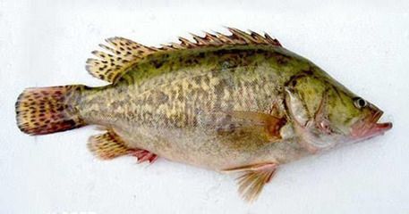 假龍魚吃什么（假龍魚的飲食習(xí)性與其他種類的龍魚相似但不限于以下幾種）