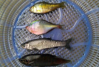 假龍魚吃什么（假龍魚的飲食習(xí)性與其他種類的龍魚相似但不限于以下幾種）