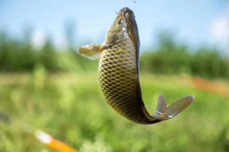 假龍魚吃什么（假龍魚的飲食習(xí)性與其他種類的龍魚相似但不限于以下幾種）