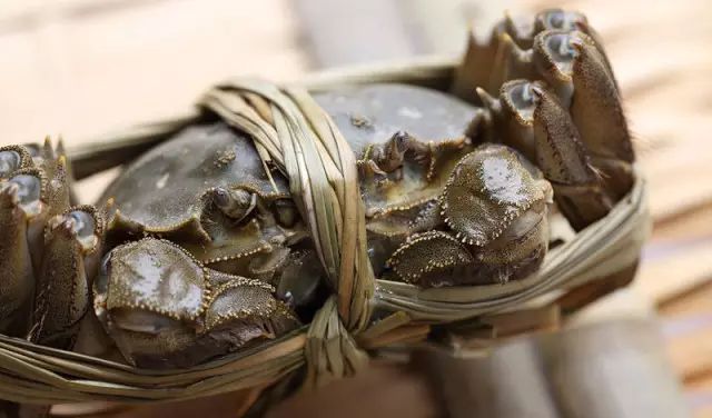 假龍魚吃什么（假龍魚的飲食習(xí)性與其他種類的龍魚相似但不限于以下幾種）