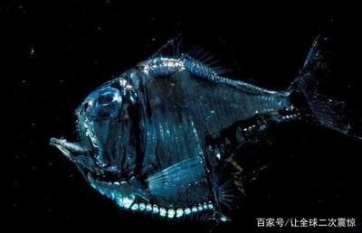 龍魚的英文名叫什么怎么讀：如何辨別龍魚的品種