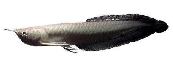 龍魚的英文名叫什么怎么讀：如何辨別龍魚的品種