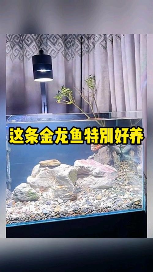 龍魚什么人都可以養嗎圖片