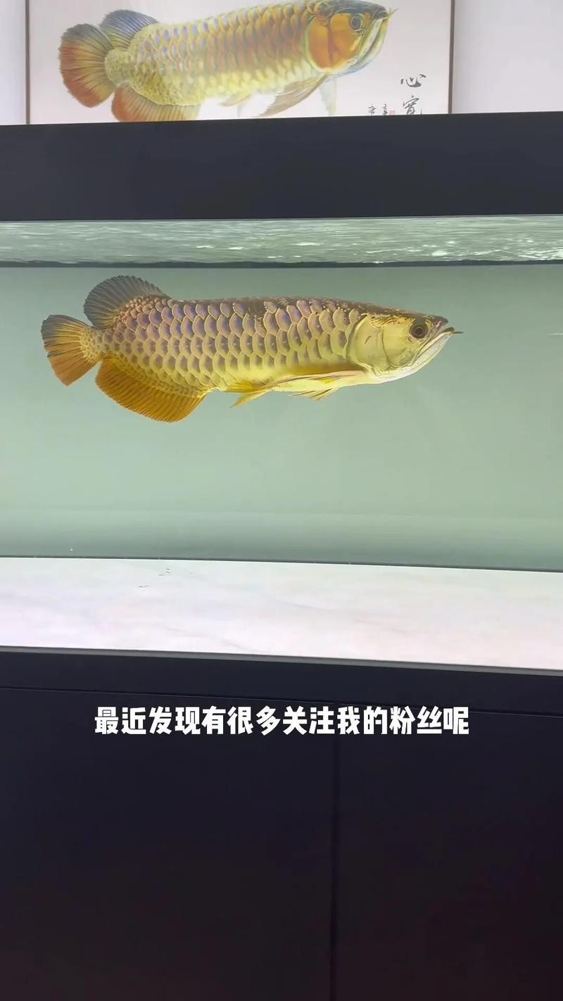 龍魚什么人都可以養嗎圖片