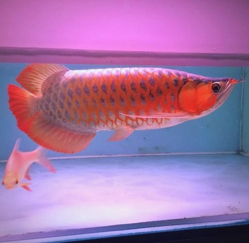 龍魚什么人都可以養嗎圖片