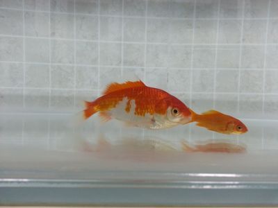 喂龍魚草金是否合適，需要從多個(gè)角度進(jìn)行考慮草金的安全風(fēng)險(xiǎn)：喂龍魚草金好不好，喂龍魚草金的注意事項(xiàng)