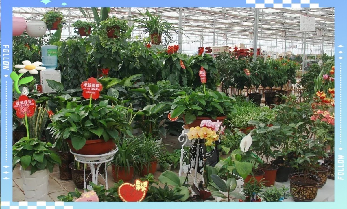 長春哪里有賣雷龍魚的 長春哪里有賣雷龍魚的 龍魚百科