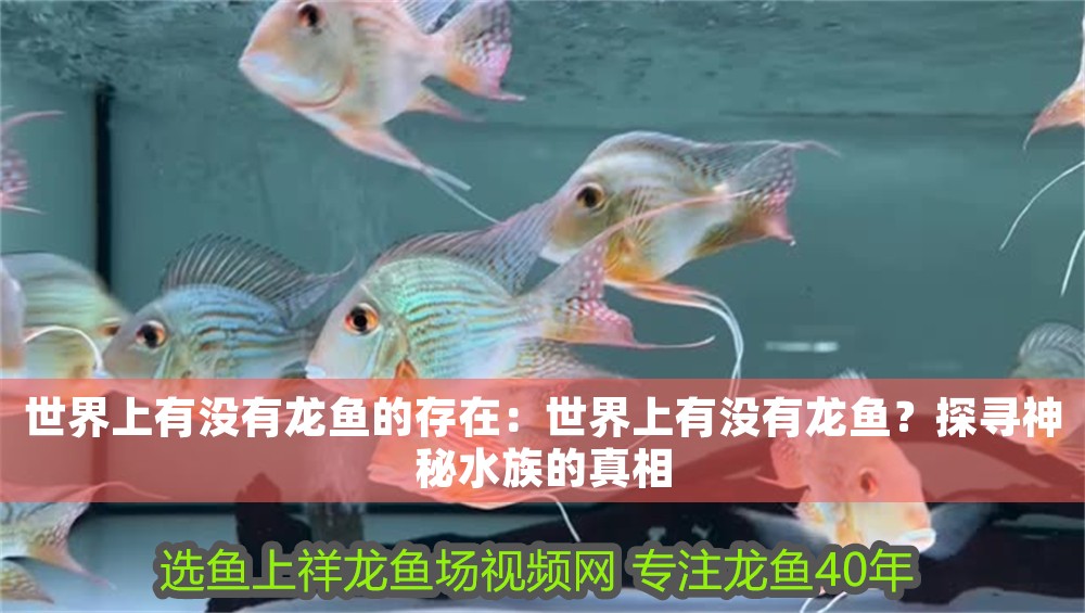 世界上有沒有龍魚的存在：世界上有沒有龍魚？探尋神秘水族的真相
