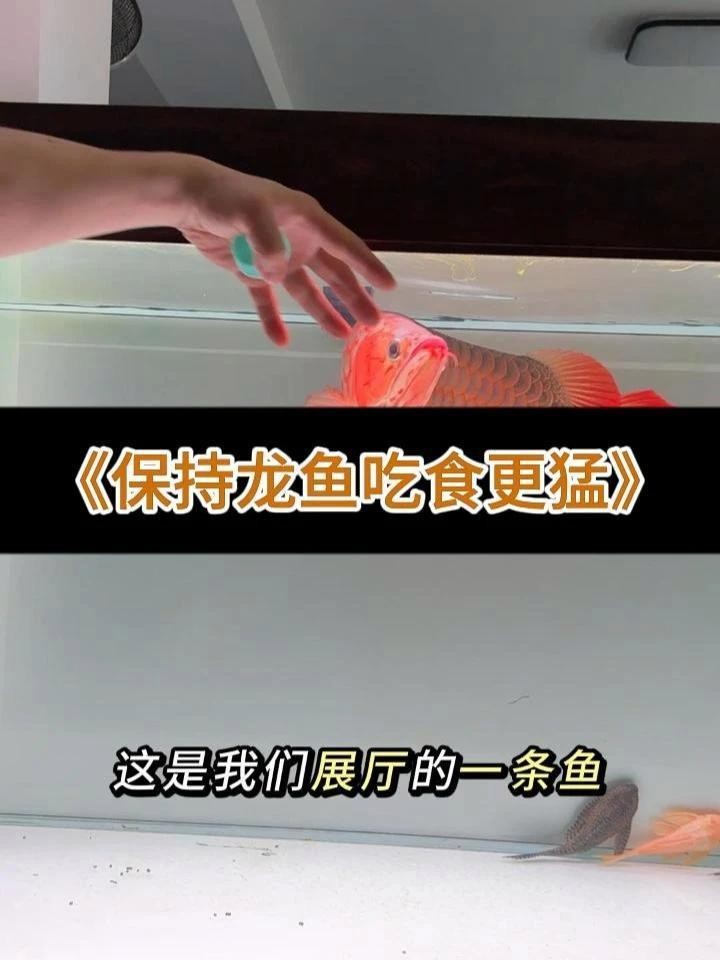 龍魚不吃食可以用益生菌調(diào)理嗎？