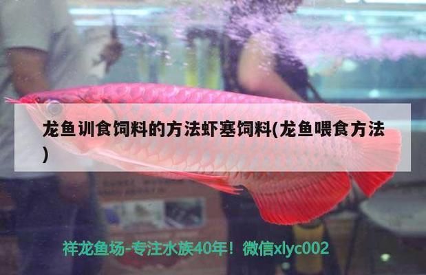 龍魚訓食飼料的方法：龍魚訓練飼料的方法是關鍵