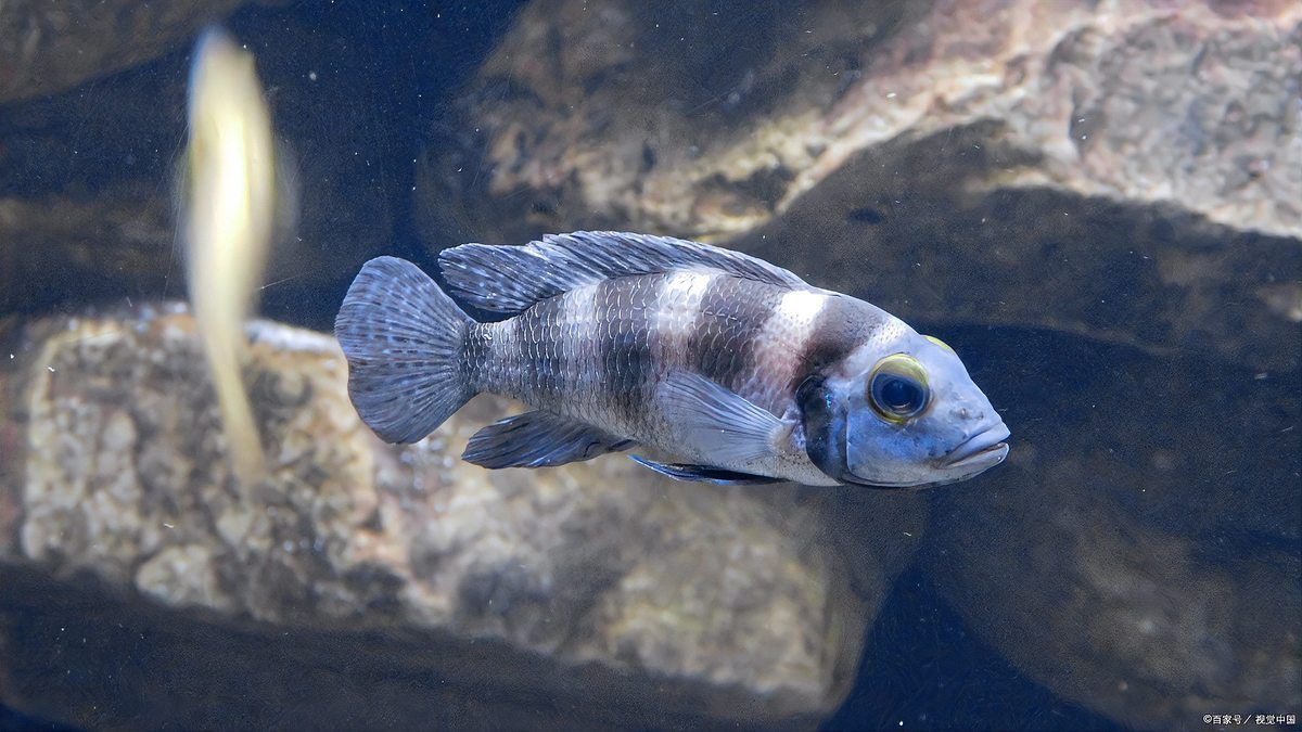 藍寶石魚可以混養的魚
