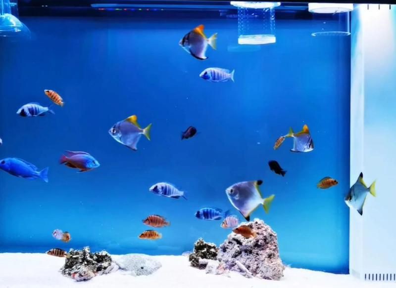 藍寶石魚可以混養的魚