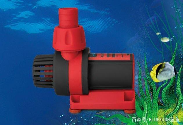 紅龍魚發(fā)色階段（紅龍魚發(fā)色階段圖）