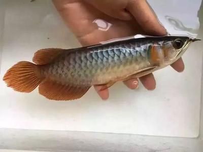龍魚苗能養活嗎（龍魚苗能否養活取決于其個體健康狀況和飼養環境和環境）