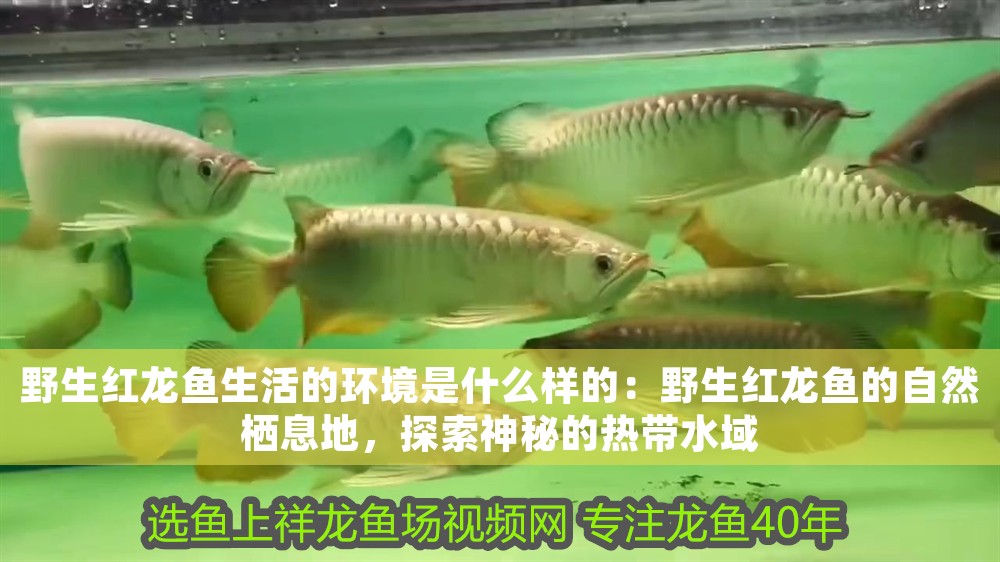 野生紅龍魚生活的環境是什么樣的：野生紅龍魚的自然棲息地，探索神秘的熱帶水域