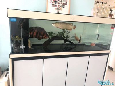 龍魚精養缸哪個品牌好：可麗愛水族箱設計亮點可麗愛水族箱設計亮點介紹