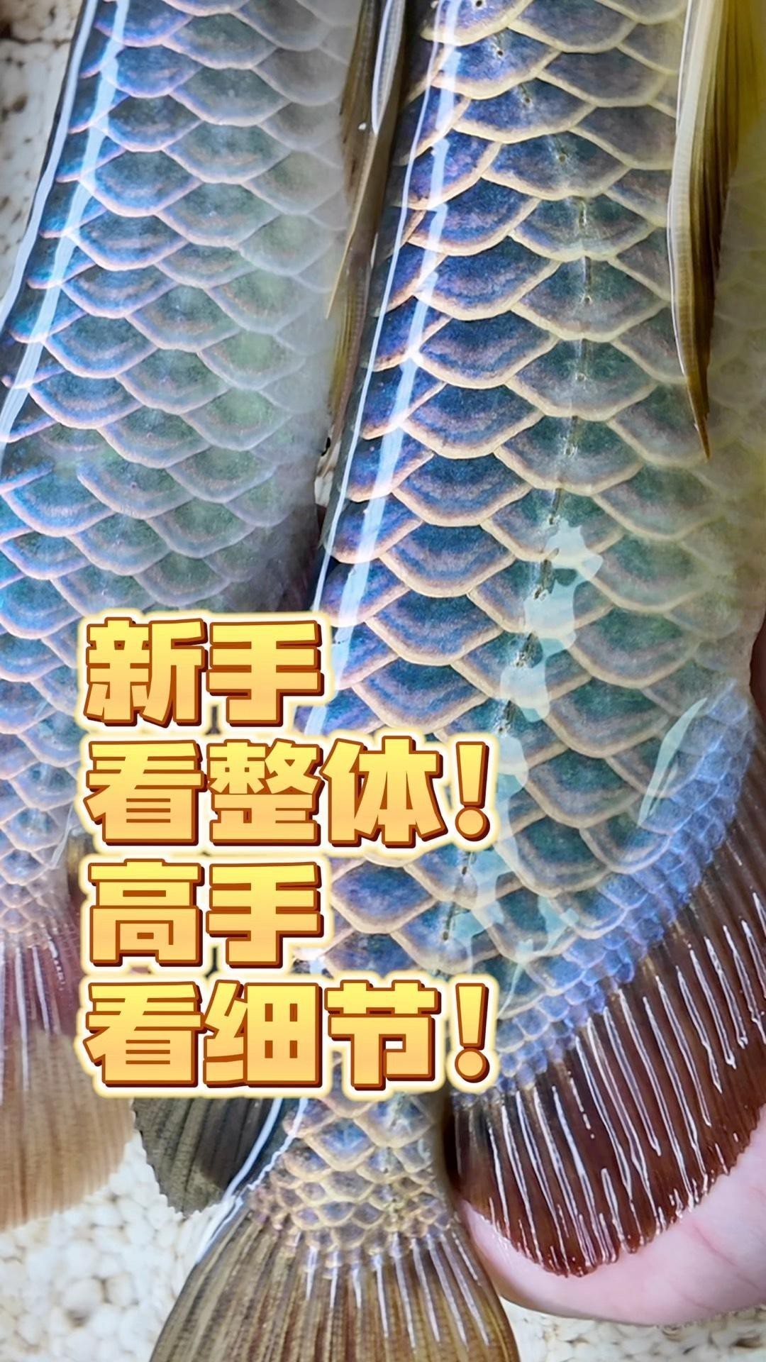 如何挑選健康的古典金龍？ 如何挑選健康的古典金龍？ 龍魚百科 第7張