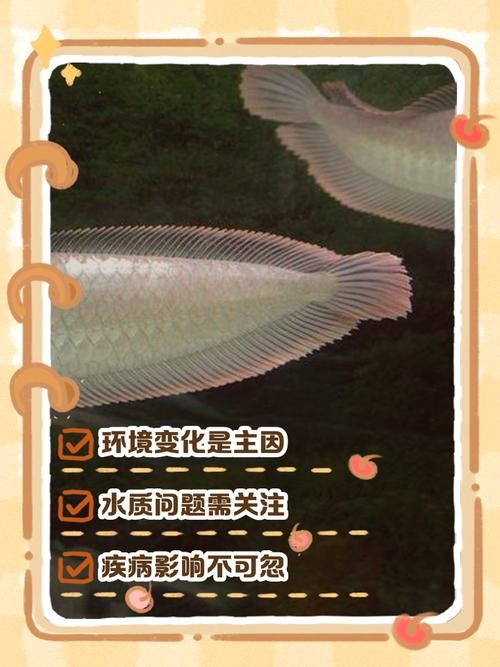 銀龍魚(yú)不吃魚(yú)食