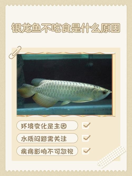 銀龍魚(yú)不吃魚(yú)食
