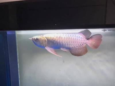 藍底過背金龍魚多大開始發色（藍底過背金龍魚發色的一些關鍵點）